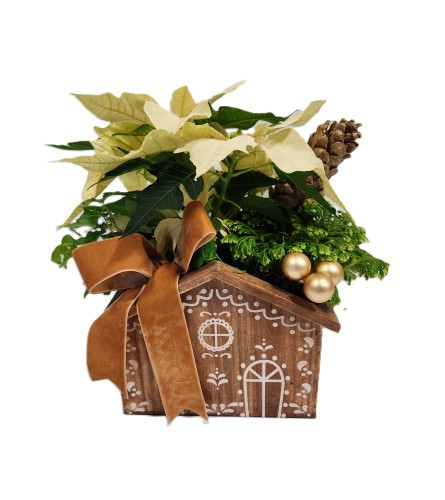 Gingerbread House Planter. An arrangement by Prestige Floral.