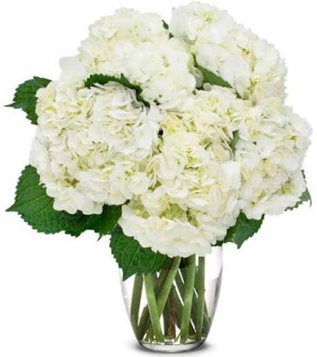 White Hydrangeas. An arrangement by Fletcher Heights Florist.