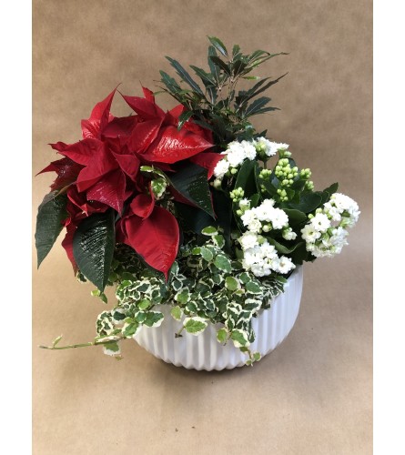 Holiday Plants in Ceramic Base. An arrangement by Deer Valley Florist and Flower Delivery.