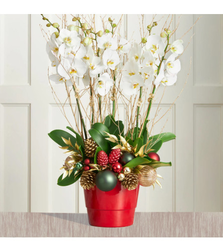 Christmas Orchids. An arrangement by Flowers and Beyond.