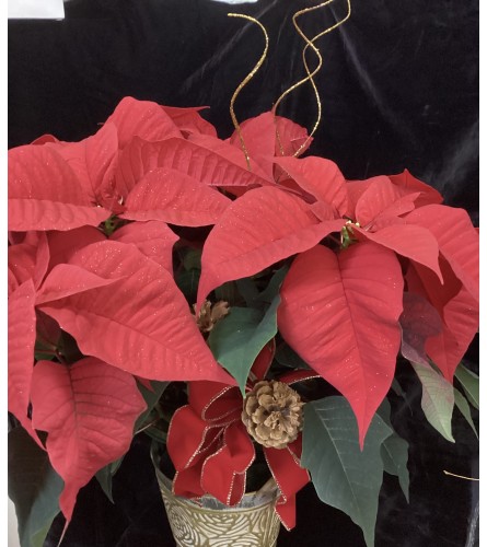 Poinsettia Plant Decorated. An arrangement by Roma Flowers and Gifts.