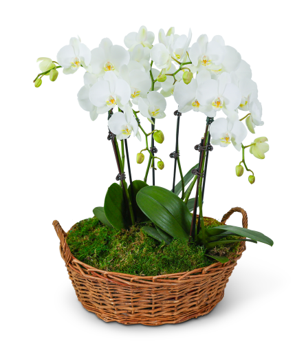 Serenity Orchid Plant. An arrangement by The Flower Shop of Lake Charles.