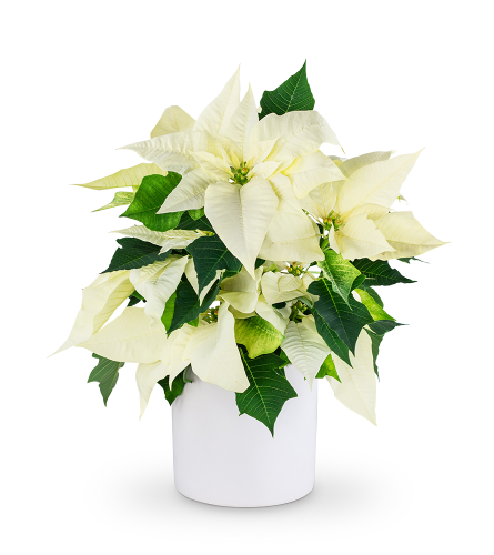 White Poinsettia Plant. An arrangement by The Flower Shop of Lake Charles.