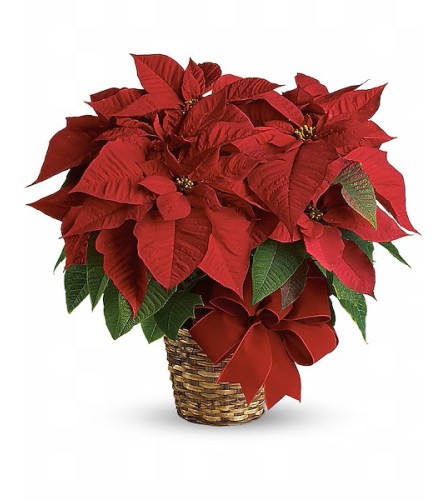 Christmas Red Poinsettia. An arrangement by Cantutas Florist.