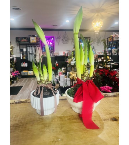 Amaryllis Plant. An arrangement by Evergreen and Lily Floral Studio and Gifts.