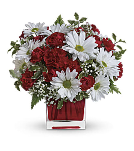 Cherished Daisy Embrace - Deluxe. An arrangement by Flore's Shop.