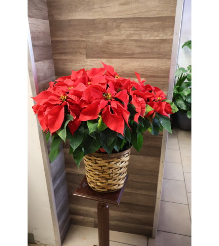 Holiday Red Poinsettia Basket - Deluxe. An arrangement by Sonia's Florist.