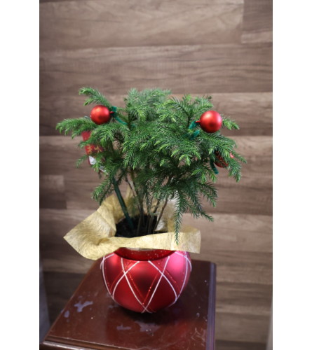 Festive Norfolk Pine. An arrangement by Sonia's Florist.