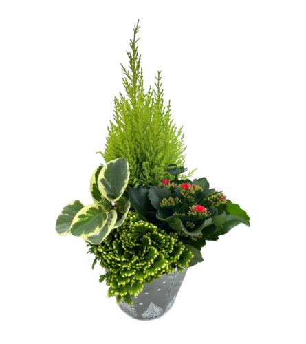 Festive Evergreen tin Planter LG. An arrangement by The Garden Gate Gifts and Florals.