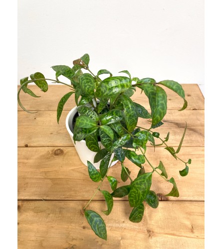 Aeschynanthus longicaulis (Lipstick Plant) 'Black Pagoda' - 4. An arrangement by Mayfield Flowers.