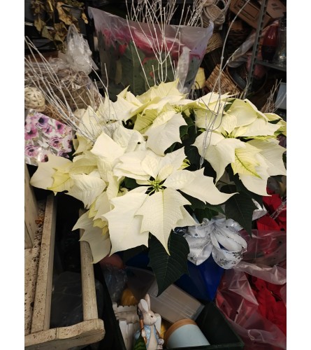 Pointsettia 14 inch - Standard. An arrangement by KW Flowers.