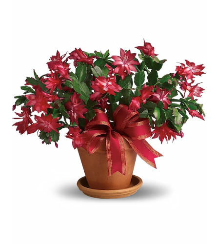 Potted Christmas Cactus 4Inch and 6Inch. An arrangement by Flower Trends Florists.