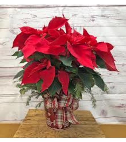 Poinsettia in a basket. An arrangement by Flower Buds Florist PEI.