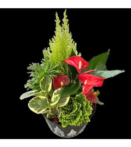 Luscious Seasonal Planter - Standard. An arrangement by Loyalist Flowers.