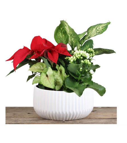 8 White ceramic Christmas planter. An arrangement by The Flower Shop in the Village.