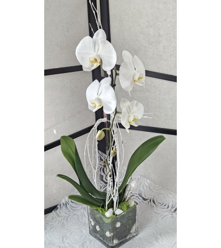 White Glass Vase Orchid Plant - Deluxe. An arrangement by Brickell Glamour Flowers.