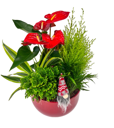 Perfect Christmas Planter. An arrangement by Avenue Florist.
