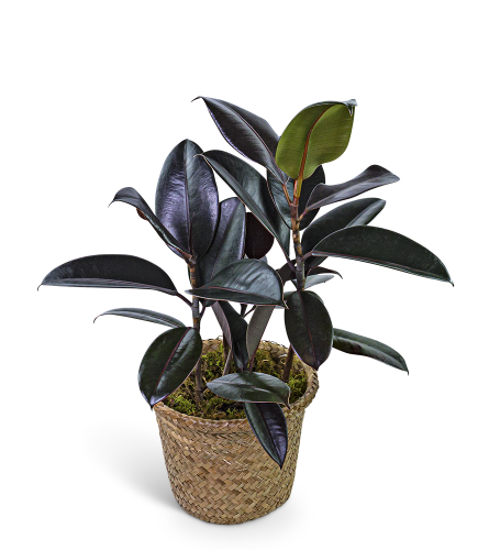 Rubber Plant in Basket. An arrangement by The Flower Shop of Lake Charles.