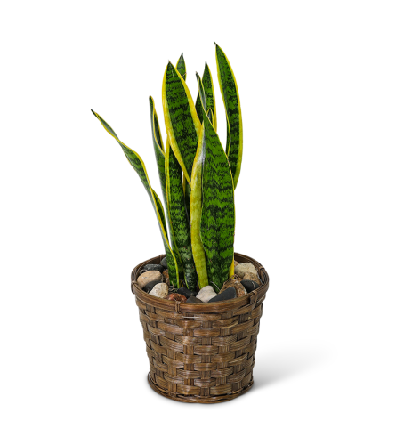 Sansevieria Plant in a Basket. An arrangement by The Flower Shop of Lake Charles.