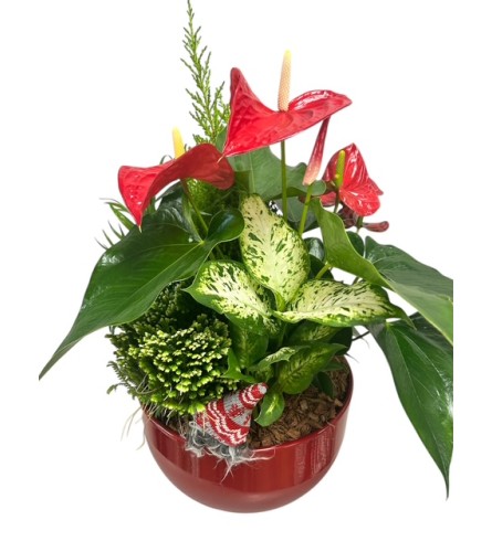 Large Christmas Tropical Planter. An arrangement by My Secret Garden.