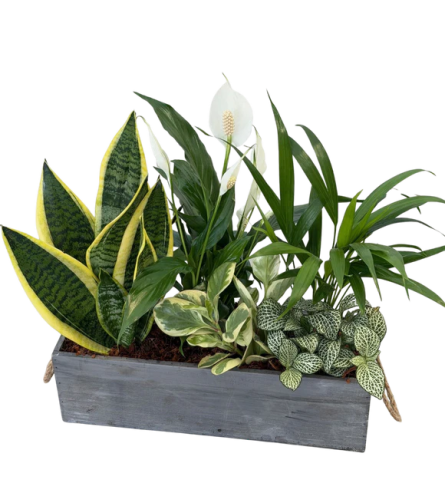 planter including a Sansevieria in Wooden box - Standard. An arrangement by Nicol Florist.
