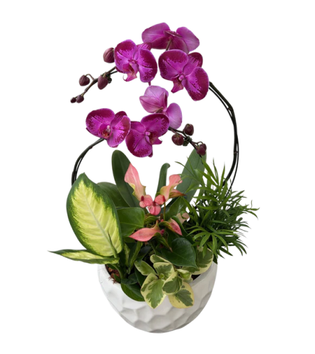 Large white planter with Orchid - Standard. An arrangement by Nicol Florist.
