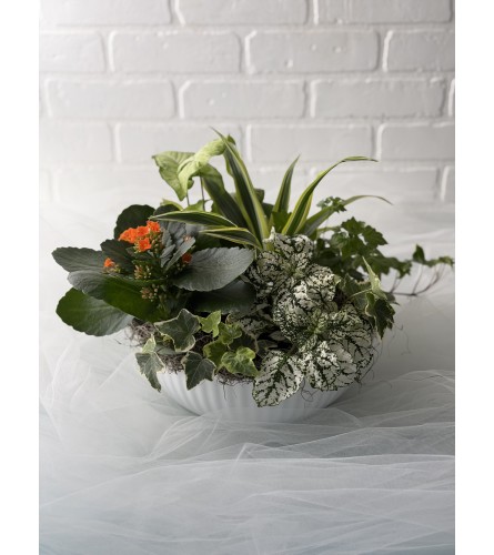 Indoor Green Garden. An arrangement by Brooklin Floral and Garden Shoppe Inc..