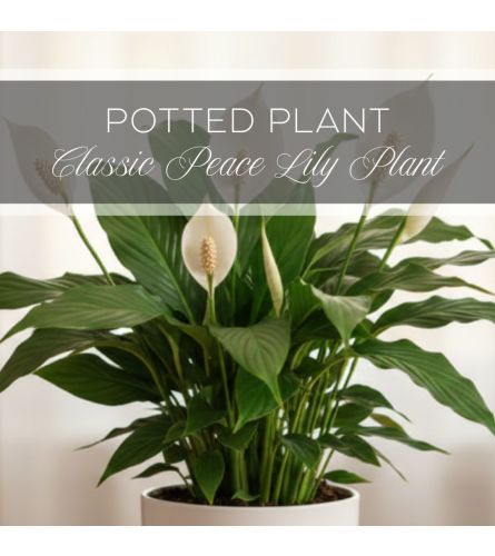 Classic Peace Lily. An arrangement by The Greenhouse Florist.