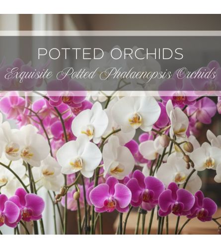 Potted Orchids. An arrangement by The Greenhouse Florist.