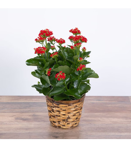 LOVING KALANCHOE RED. An arrangement by Last Minute Gifts and Flowers.