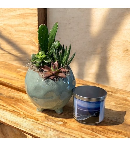 Bowl of Succulents - Deluxe. An arrangement by Loyalist Flowers.