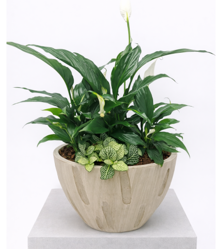 Bamboo Peace Lily Planter. An arrangement by The Garden Gate Gifts and Florals.