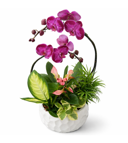 Orchid Haven Planter. An arrangement by The Garden Gate Gifts and Florals.