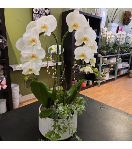 Elegant Orchid Embrace. An arrangement by Grace Floral Design Barrie.