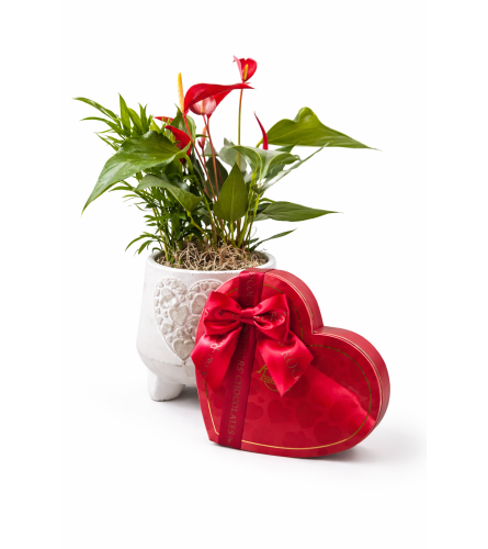 Chocolates and Blooms. An arrangement by The Garden Gate Gifts and Florals.