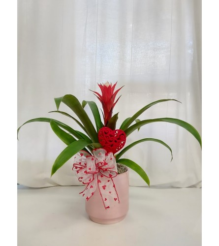 Red Guzmania Bromeliad. An arrangement by Flowers By Fiore.