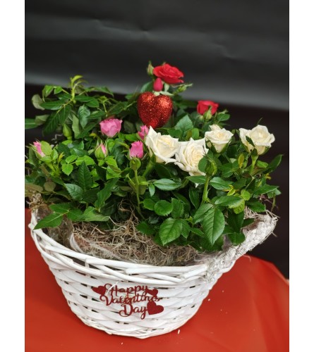 VALENTINE ROSE GARDEN. An arrangement by KW Flowers.