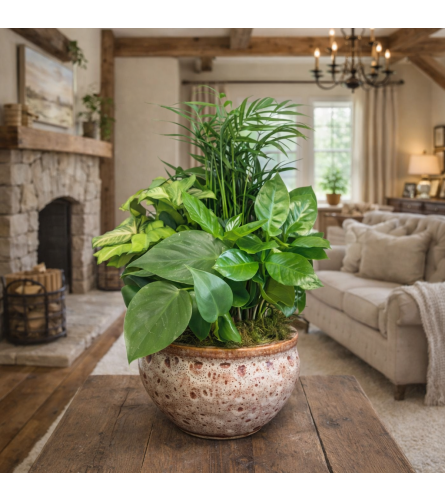 Designer Dish Garden - Standard. An arrangement by Petals and Co..