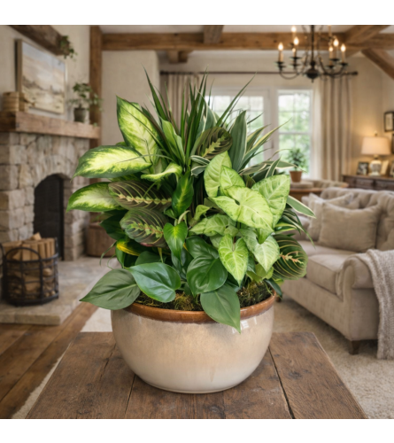 Designer Dish Garden XL and XXL - Standard. An arrangement by Petals and Co..