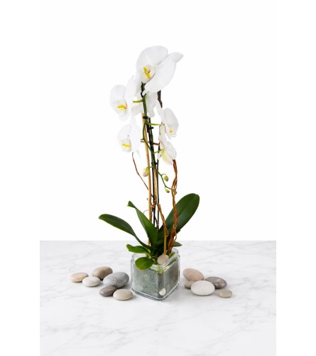 Phalaenopsis White Plant. An arrangement by Brickell Exclusive Blooms.