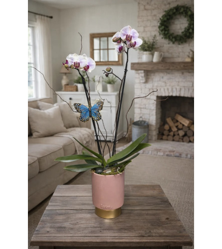 Flutter and Bloom Orchid - Deluxe. An arrangement by Petals and Co..