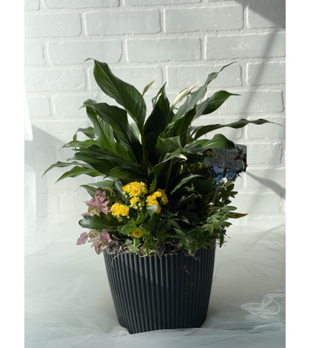 Thinking of You - Planter Basket. An arrangement by Brooklin Floral and Garden Shoppe Inc..