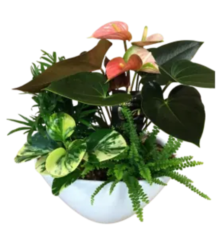 Tropical Anthurium Mixed Planter - Deluxe. An arrangement by Loyalist Flowers.