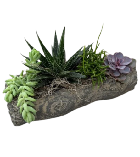 Log planter with Succulents - Standard. An arrangement by Nicol Florist.