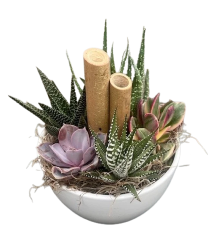 Succulent plants in a white Kitty Bowl - Standard. An arrangement by Nicol Florist.