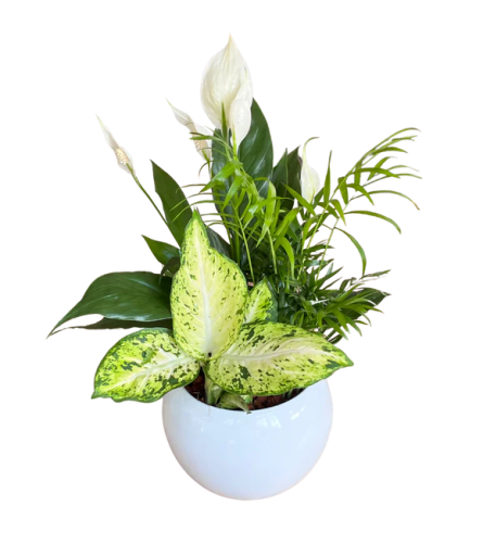 Peace Lily in white Planter - Standard. An arrangement by Nicol Florist.