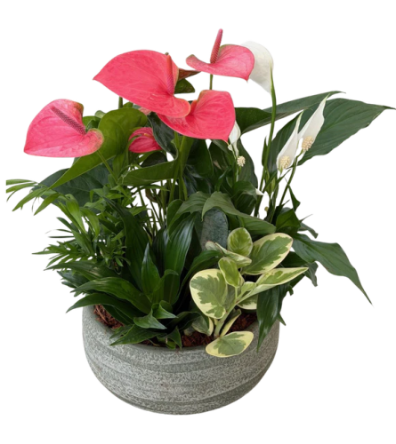 Anthurium Tropical Garden - Standard. An arrangement by Nicol Florist.