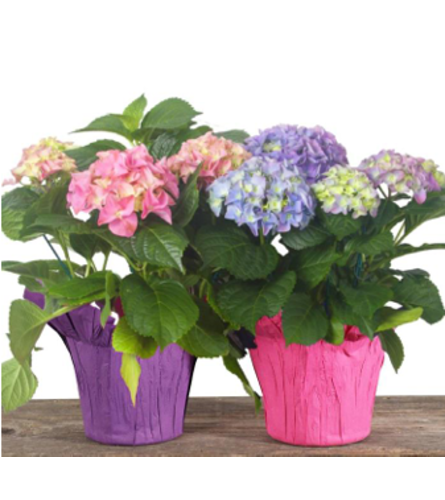 Beautiful Blooming Hydrangea 6 Plant. An arrangement by Balloon Bouquets Plus.