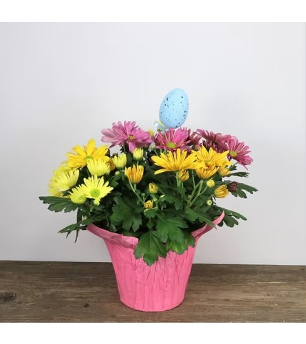 Easter Egg Mum Potted 6 Plant. An arrangement by Balloon Bouquets Plus.