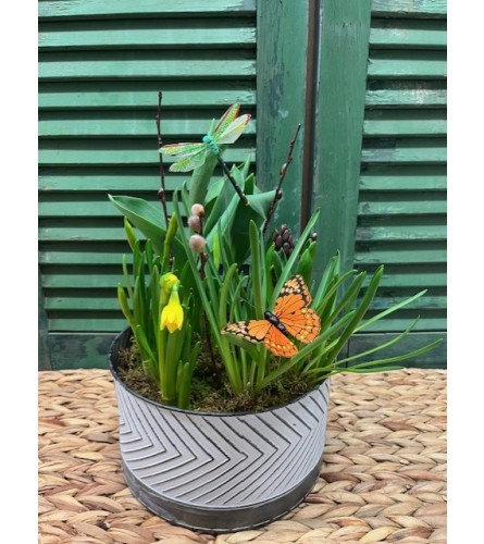 Spring Bulb Planter. An arrangement by Forest Florist.